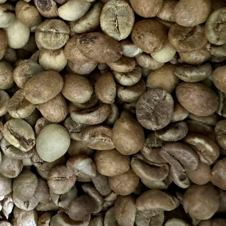Indian Arabica 3A
